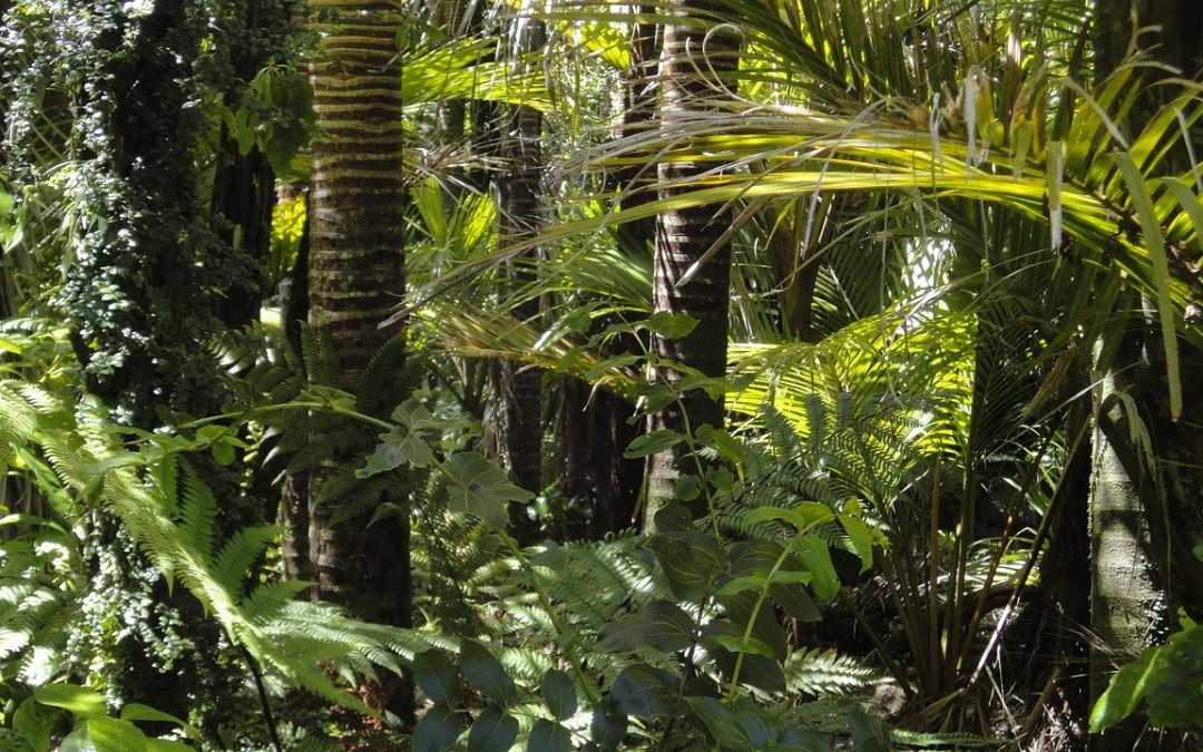 Sínodo Amazônico pode ser um divisor histórico para a região